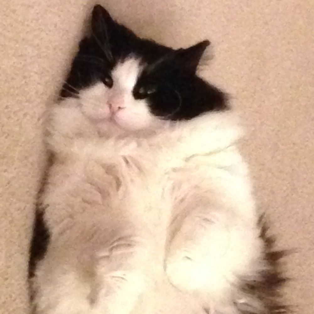 Catnip7