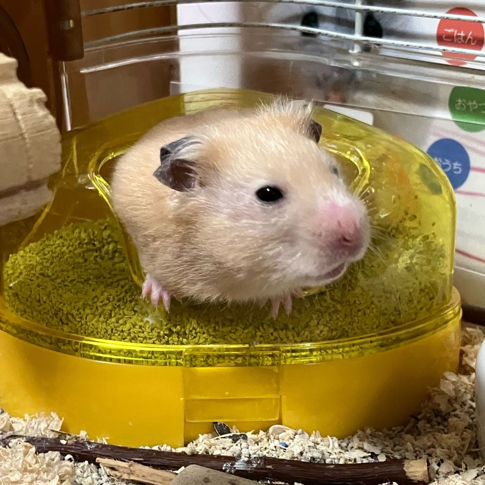 びっくり