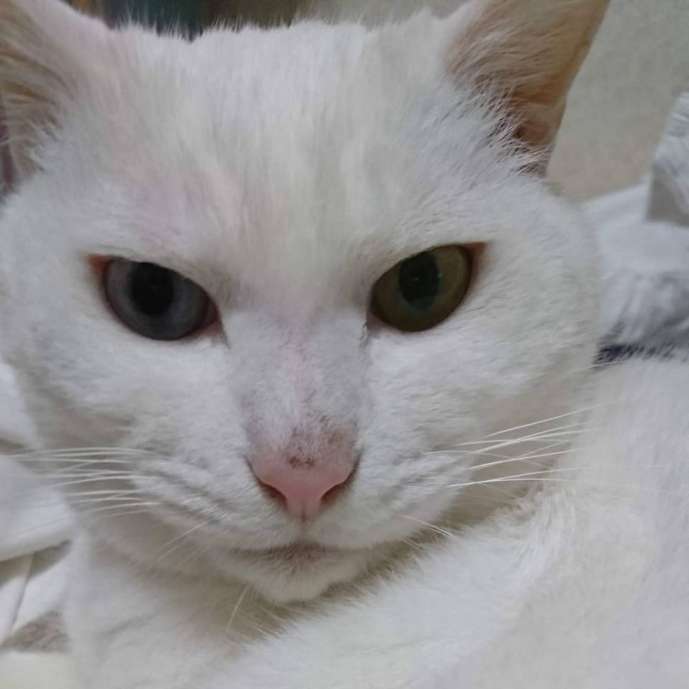 あついなぜねこ