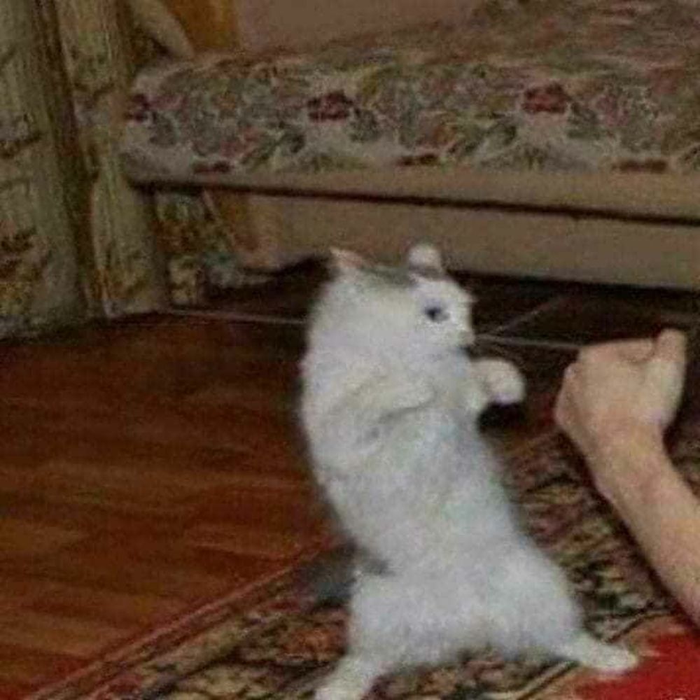 ⌯ᵔ⩊ᵔ⌯ಣ