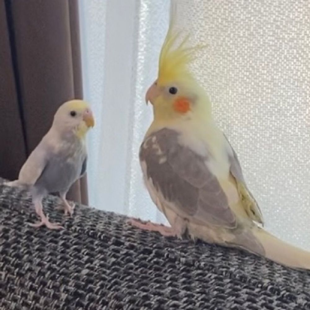 そらとココ