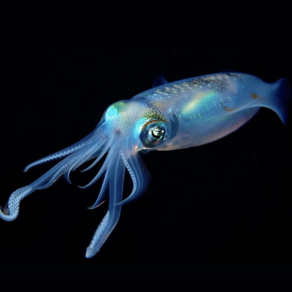 Ocean Walker 🐠