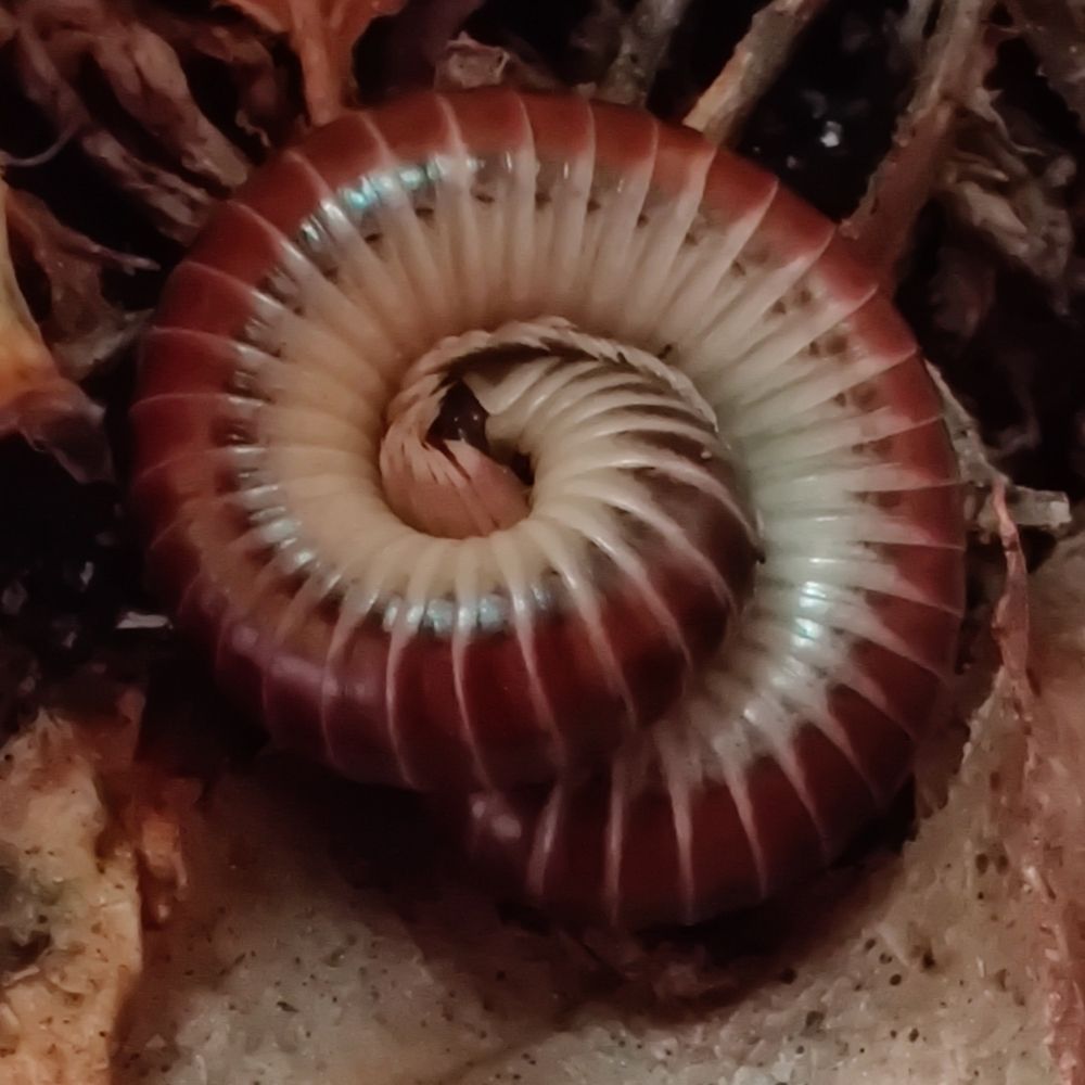 Twiddles