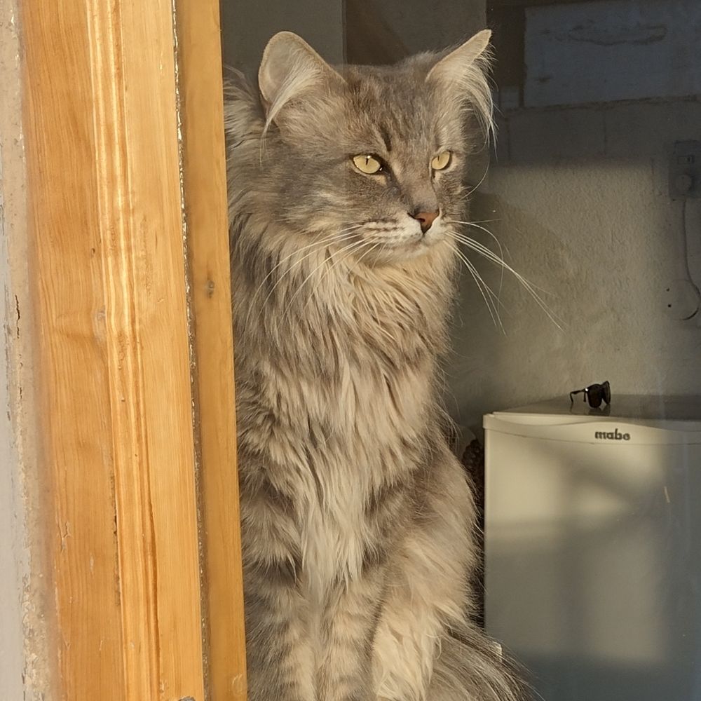 Fiamy