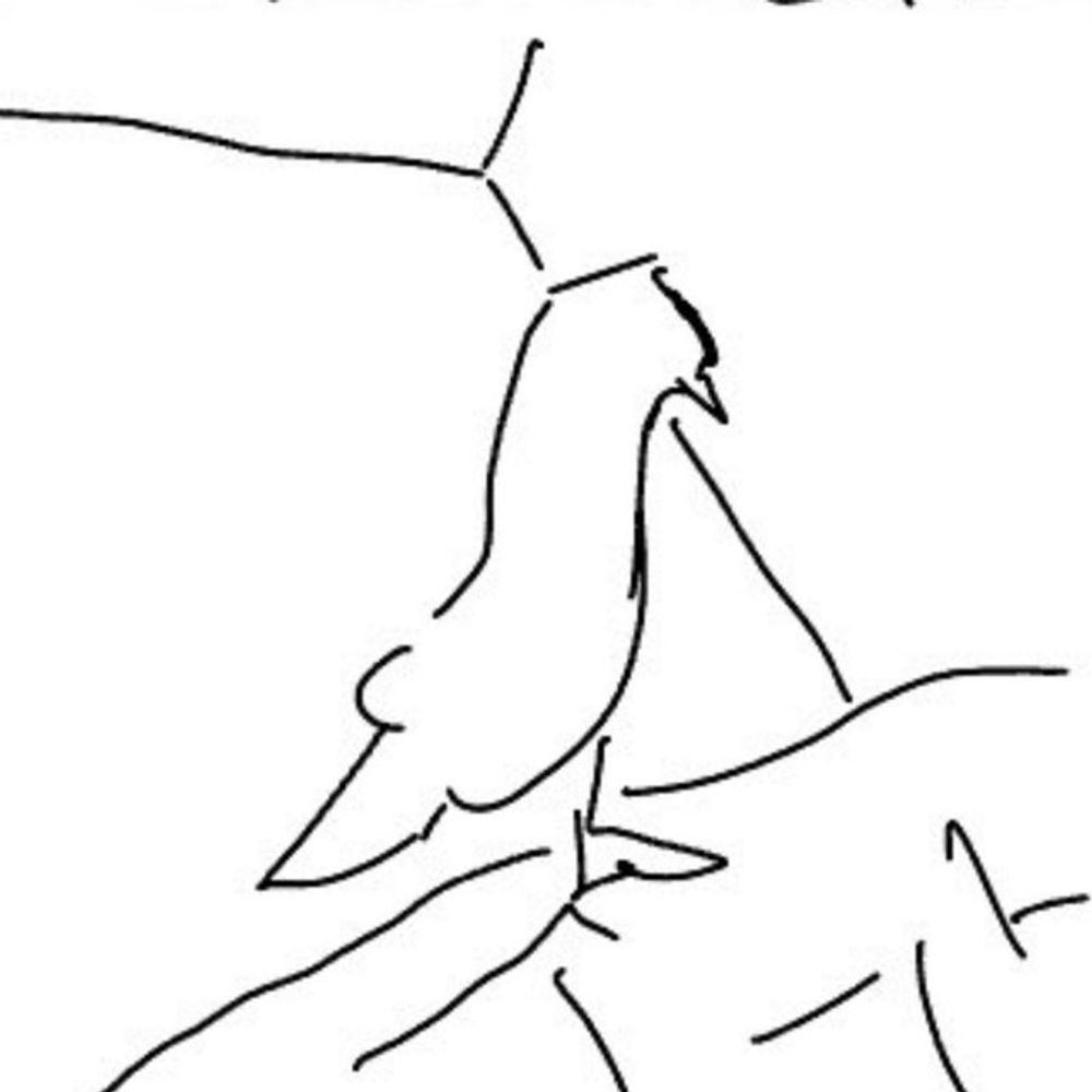 透明鸽