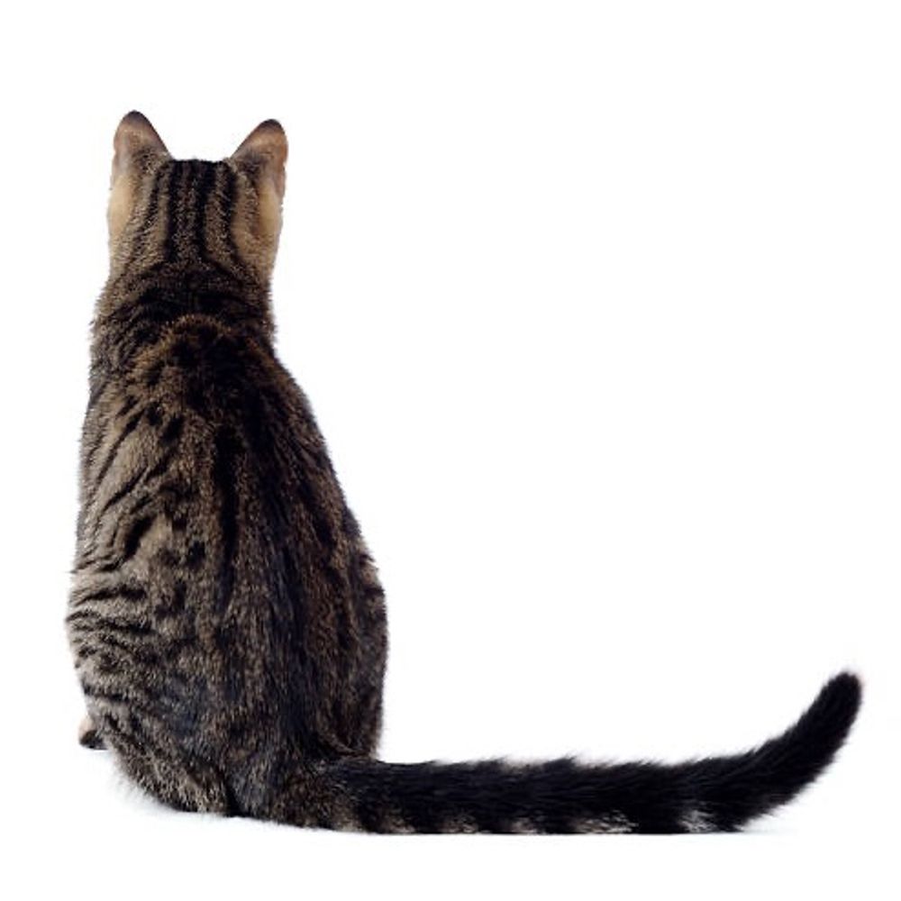 猫耶