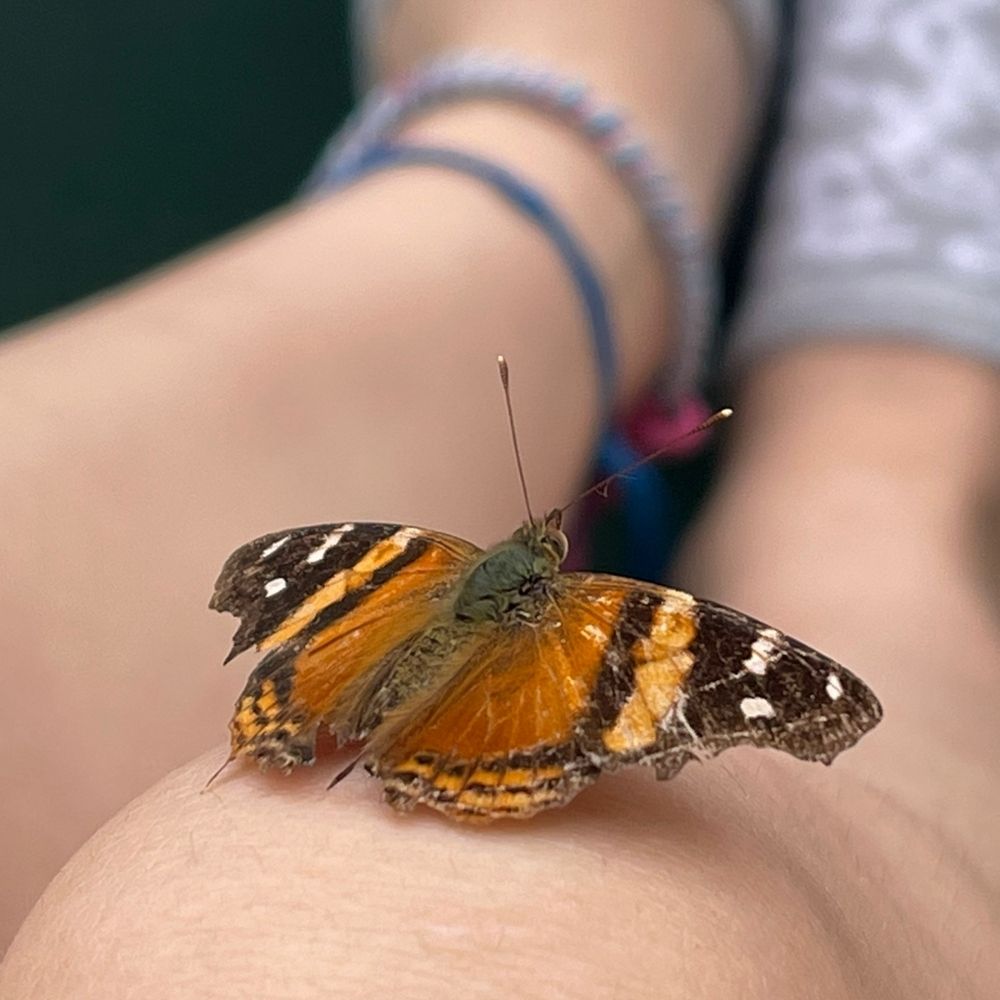Lady Butterfly