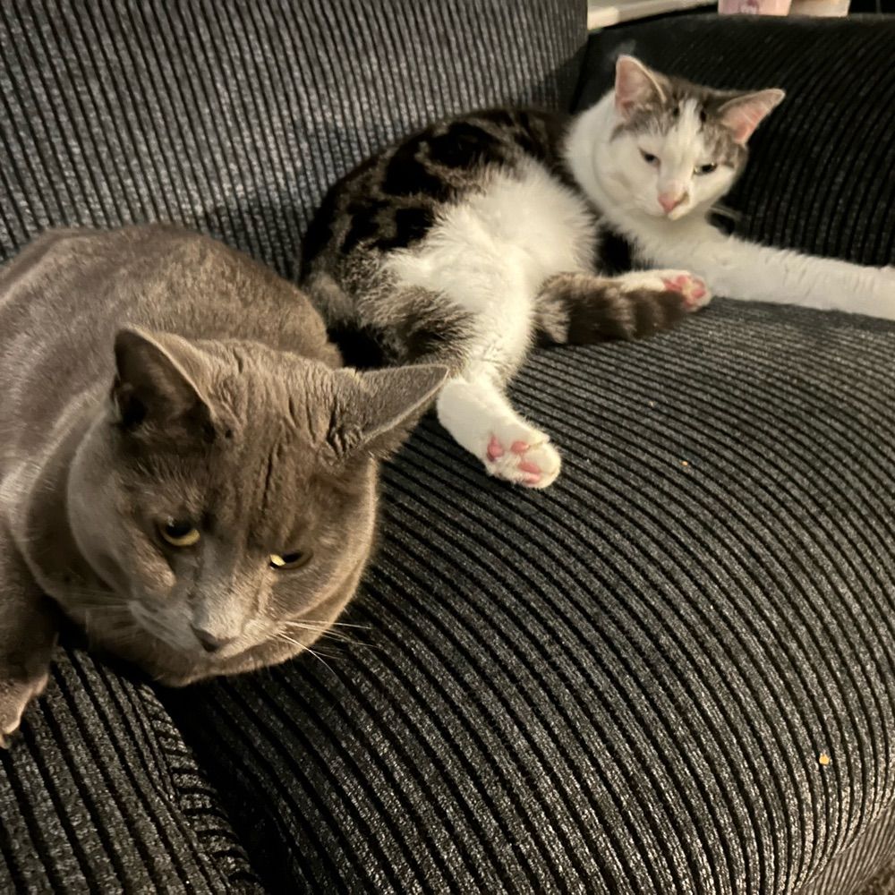 queer books and kitties