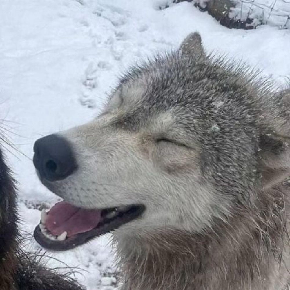 euphoria / mutt