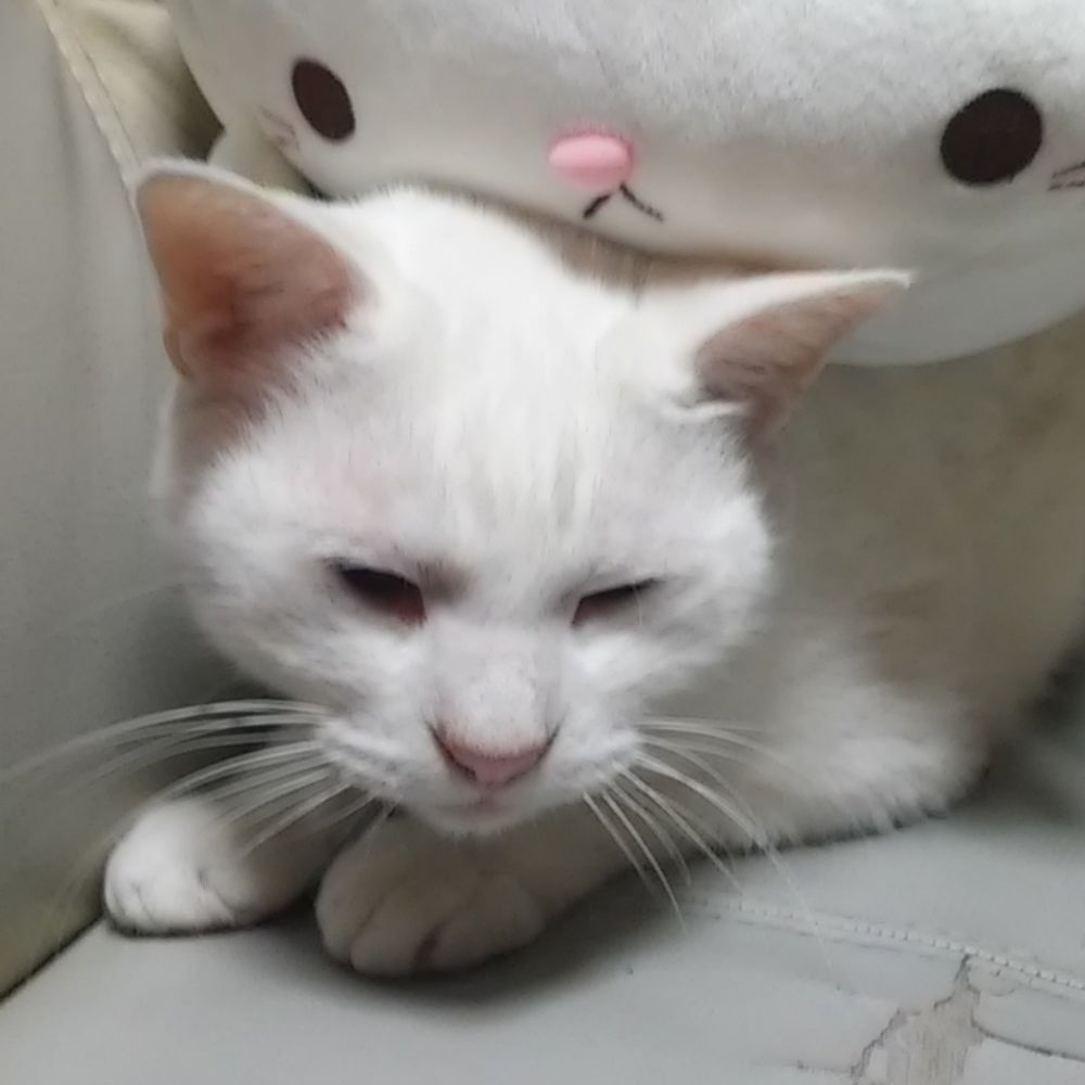 くぼた ゆん (ゆんころ)