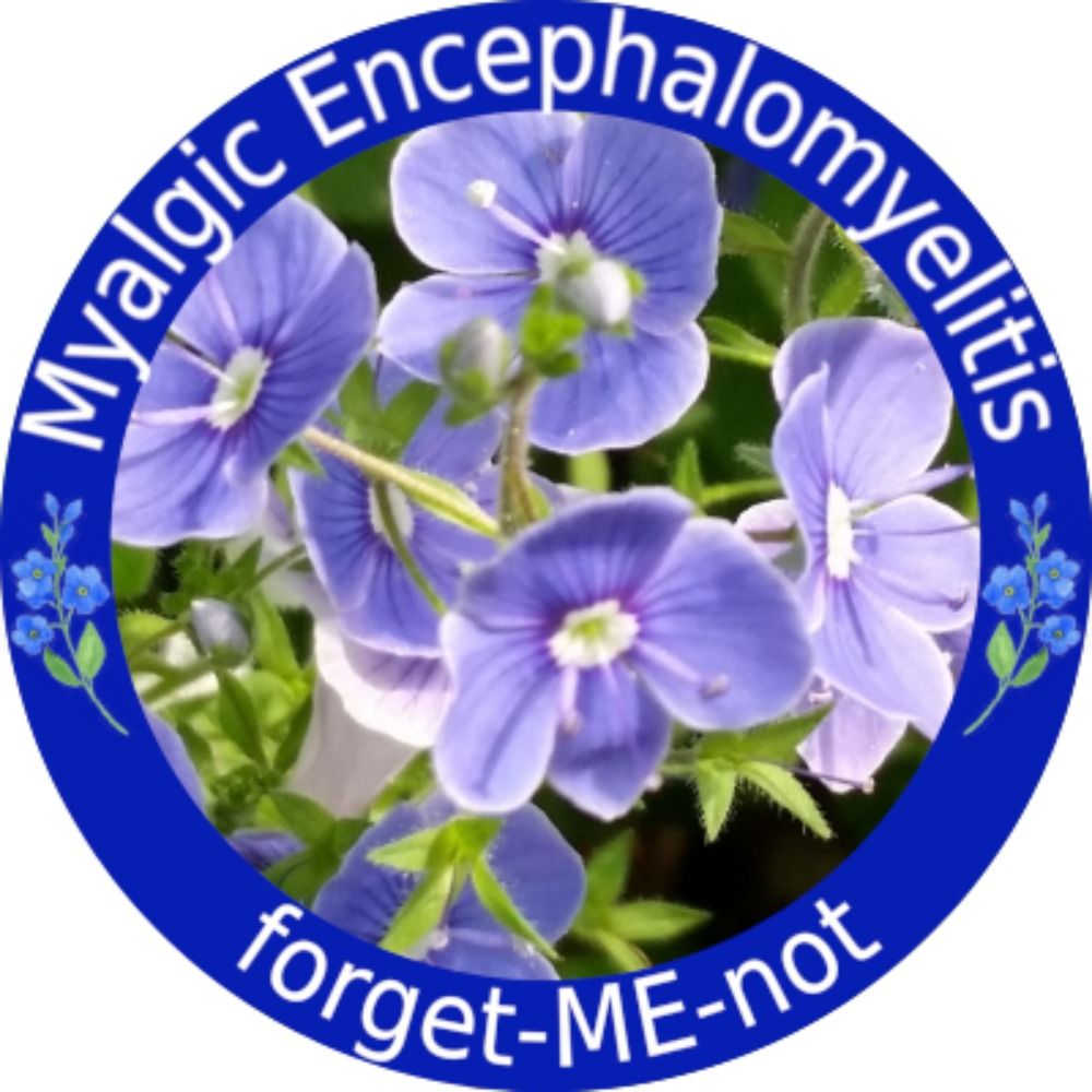 PurpleSpeedwell