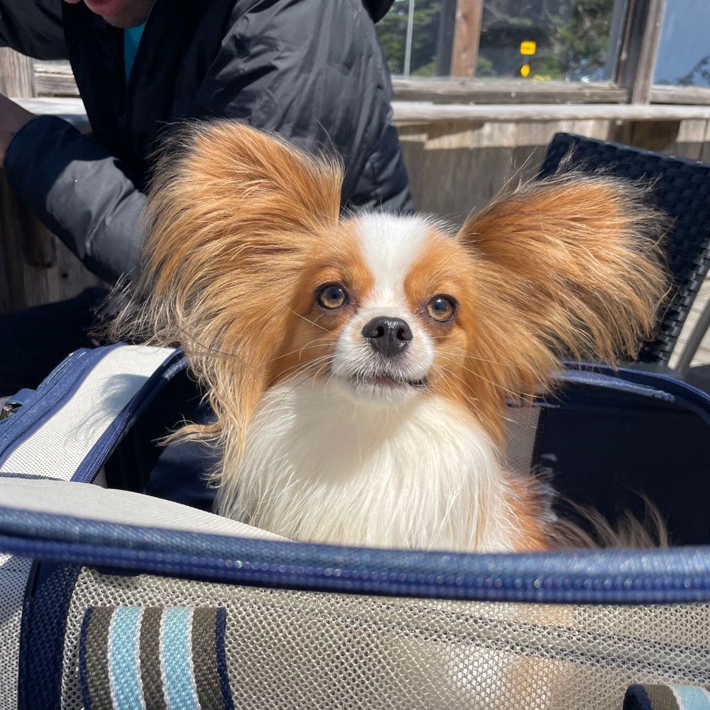 Henri the papillon