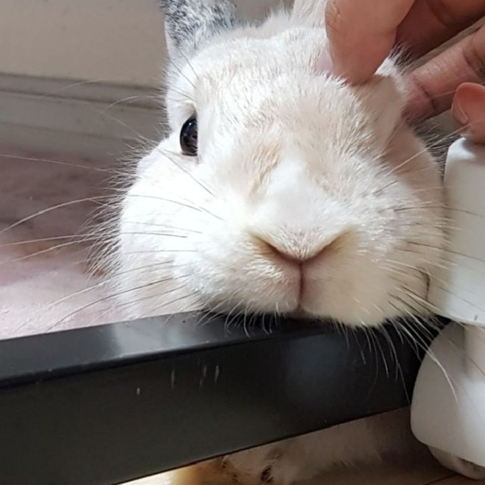 삼색토끼