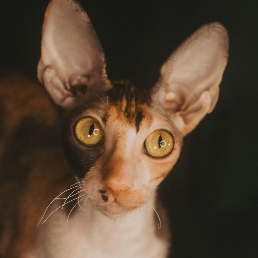 WagneRex Cornish Rex Cattery