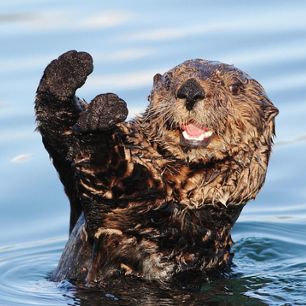 Mr. Sea Otter