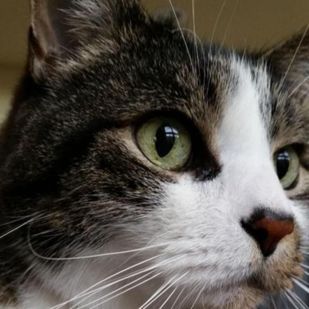 Babou Cat