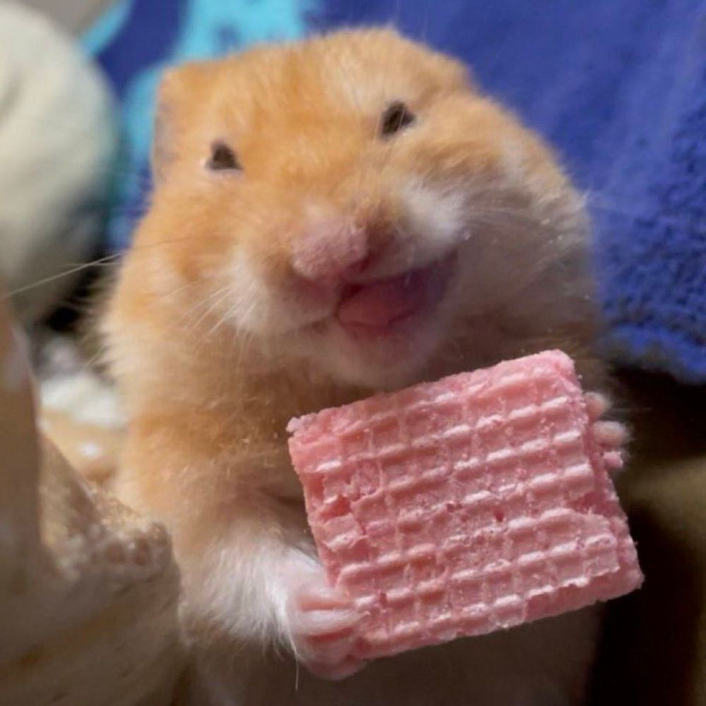 치치