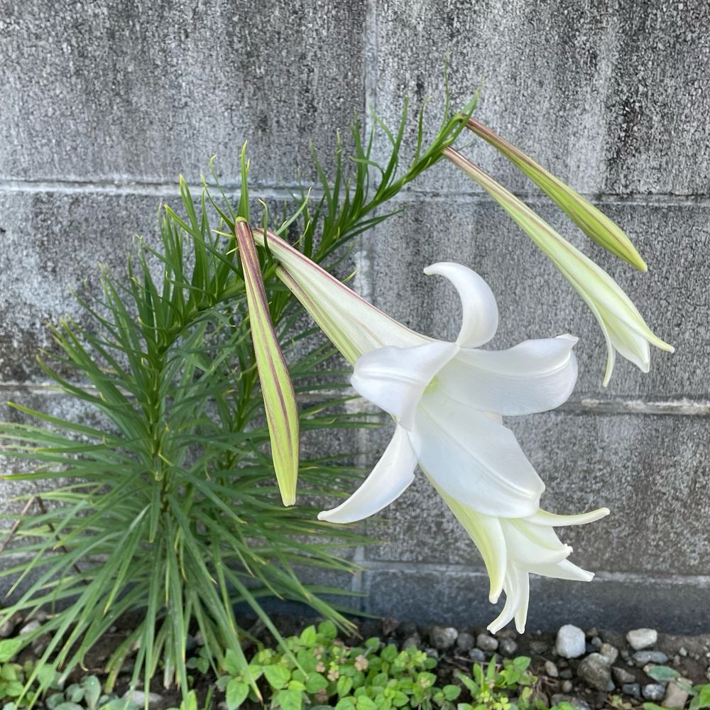 銀皿