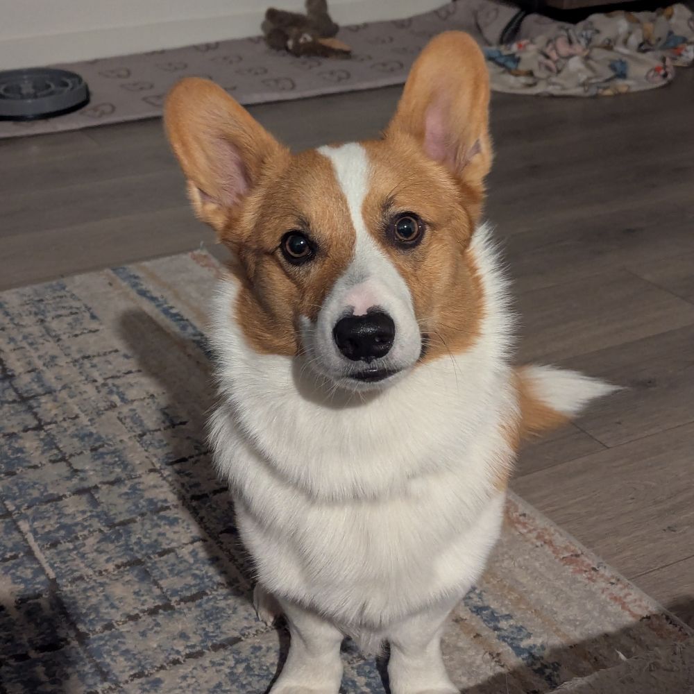 Winston the Corgi