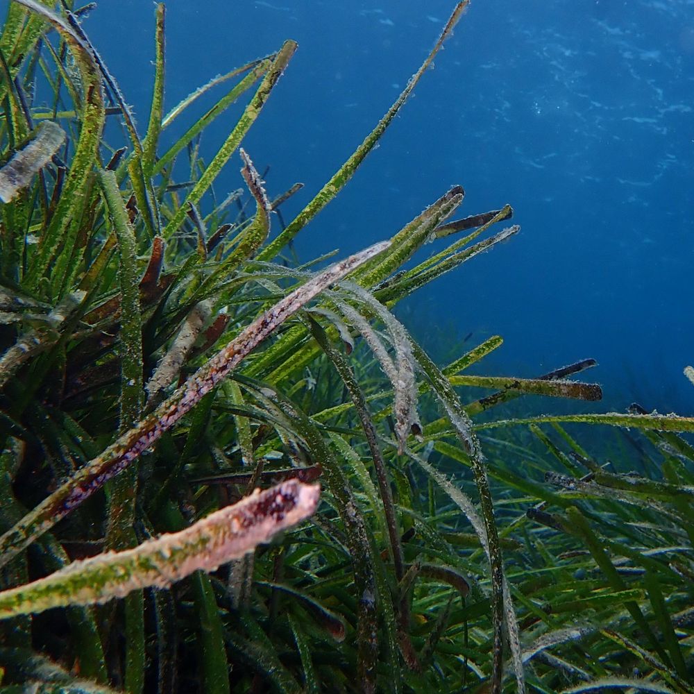 GPGroup_Seagrasses