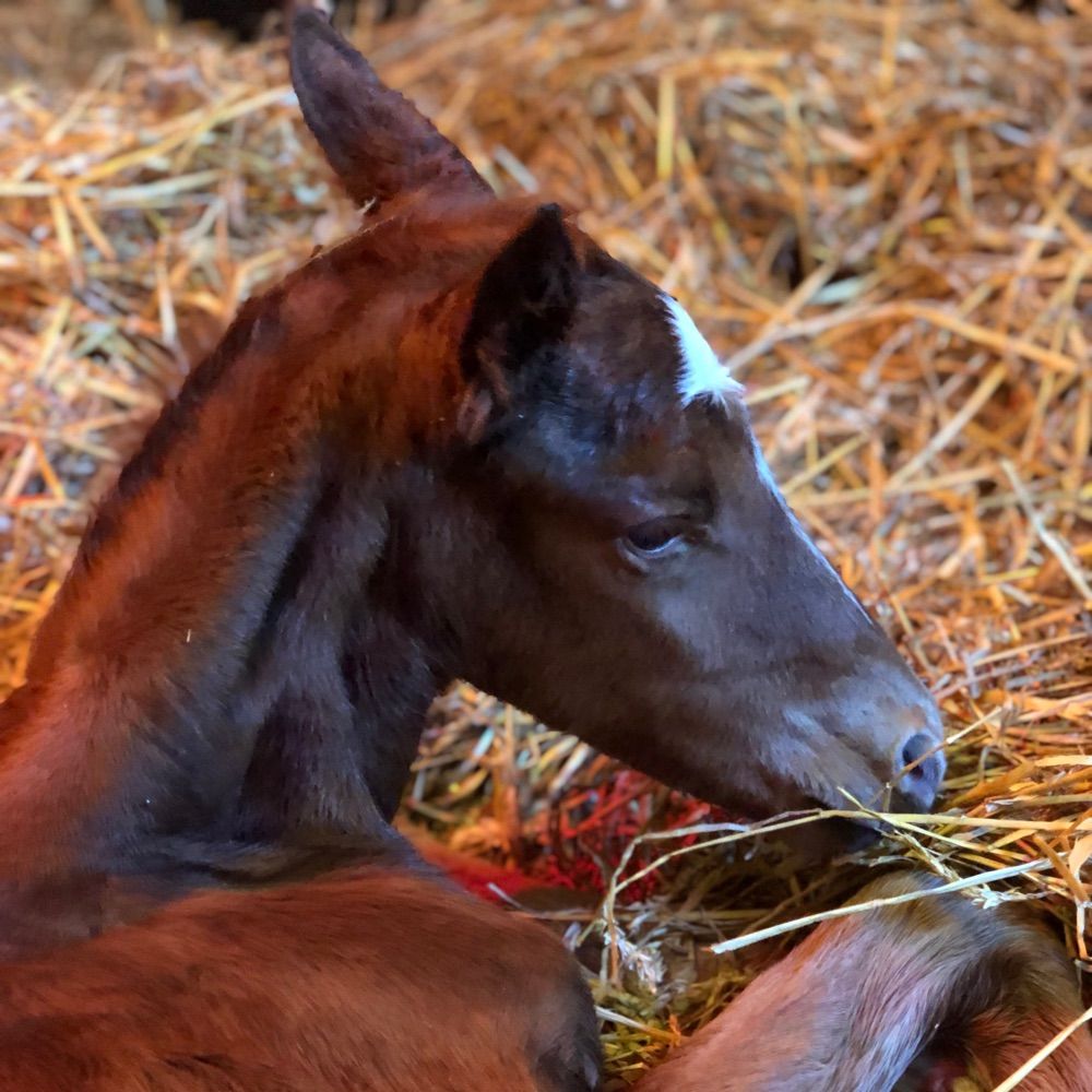 Charlock stud Carla