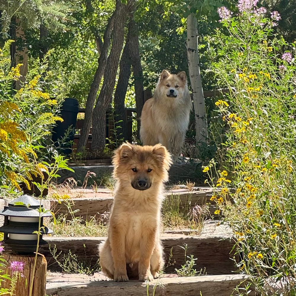 Villi & Hullu, the Wild & Crazy Finnish Lapphunds