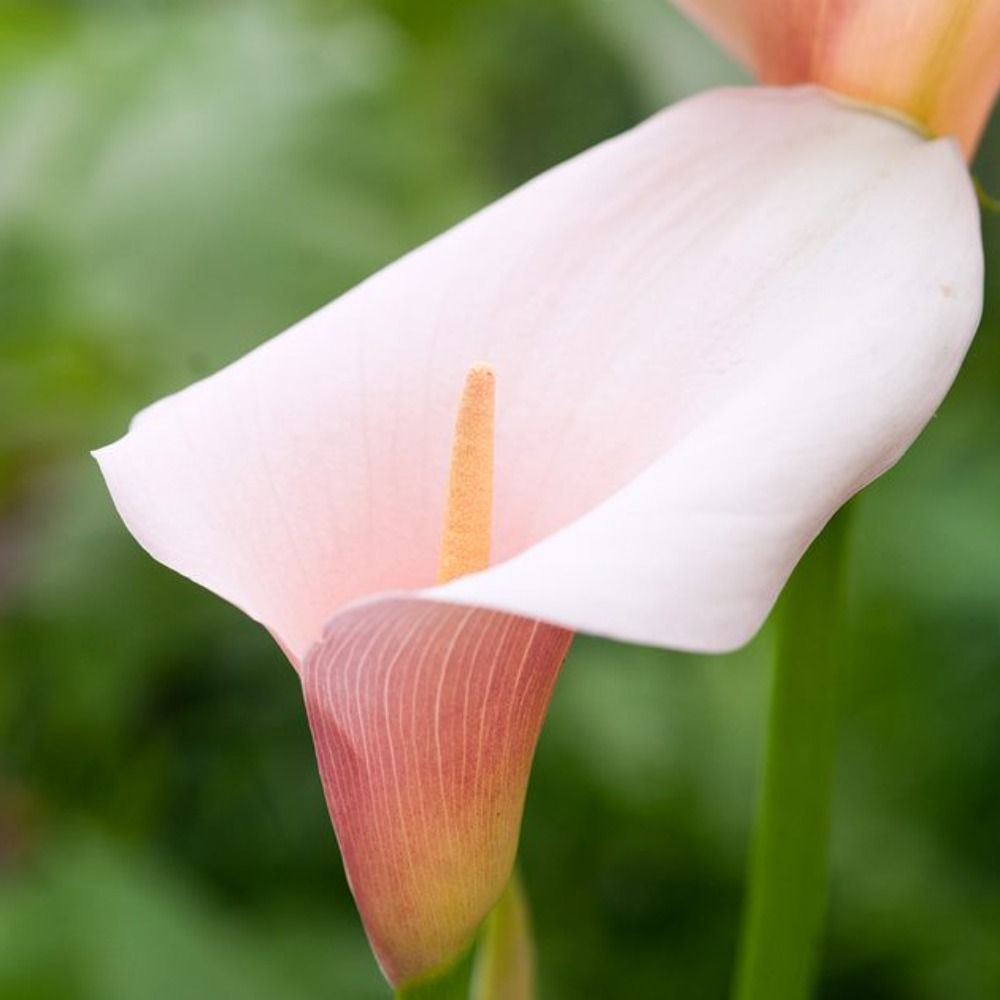Calla Lily
