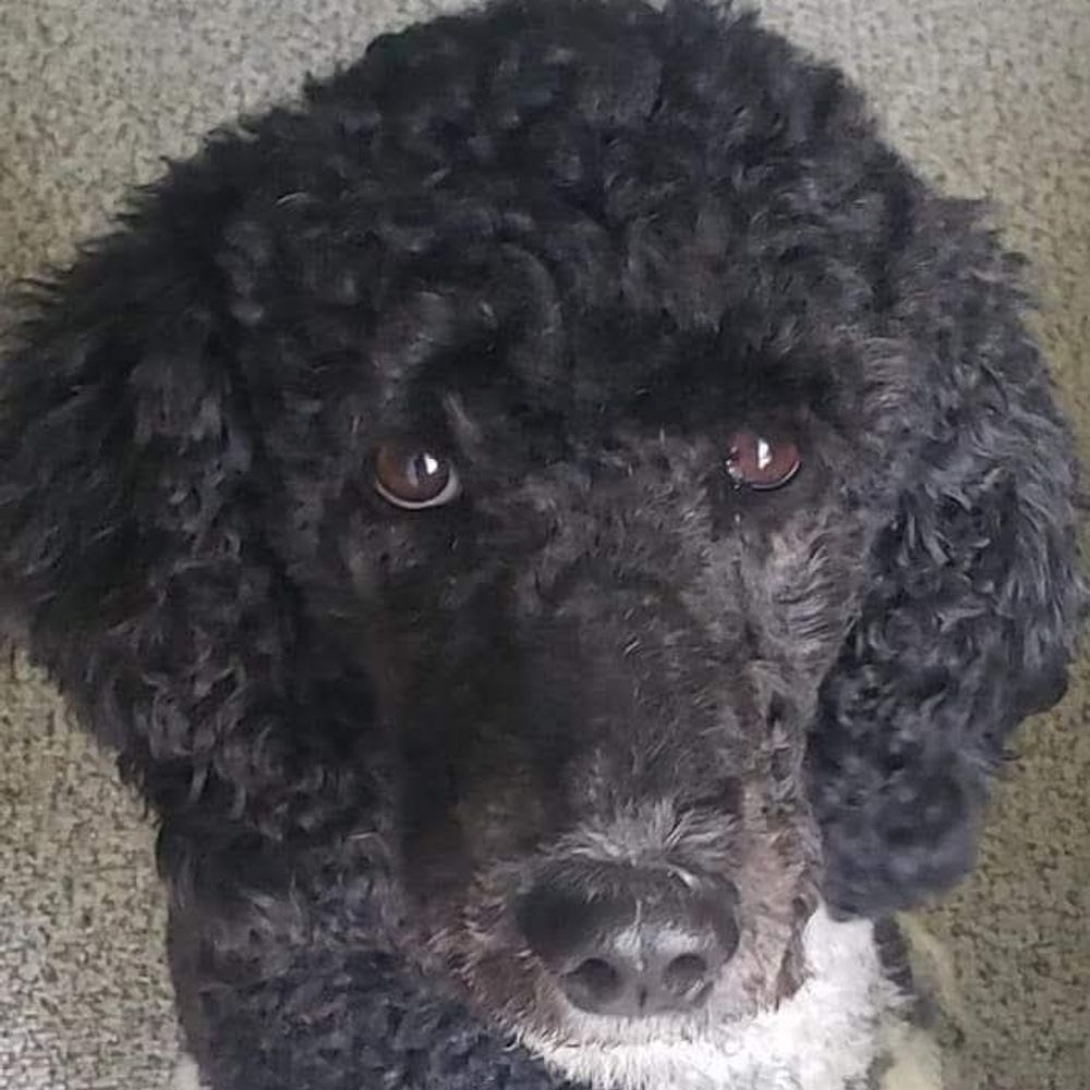 geeraffa.bsky.social