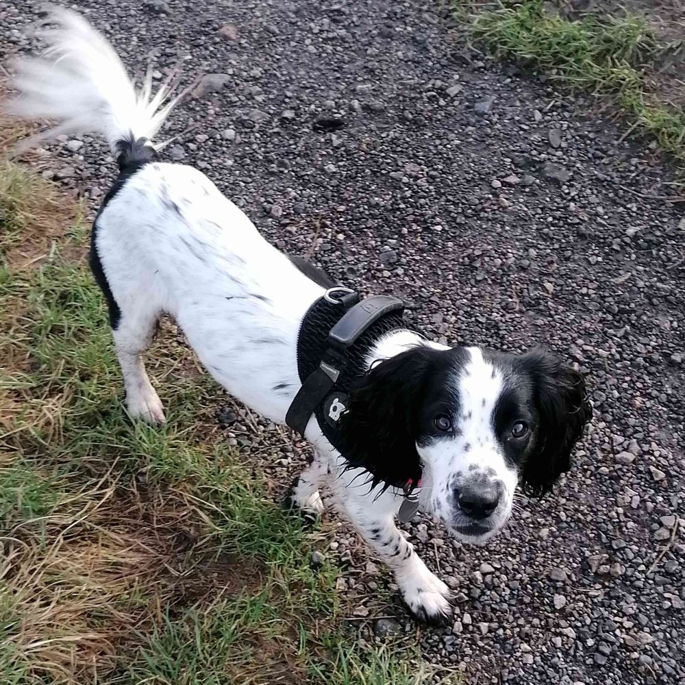 Milo Capaldi