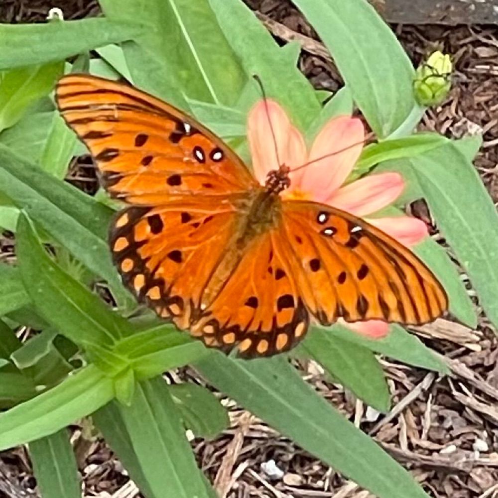 Spring Hope