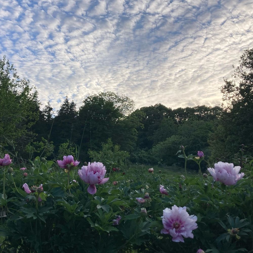 Electric Moon Peony Farm
