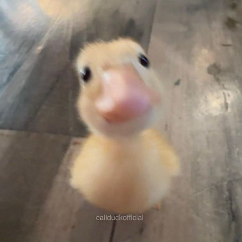 pika c: