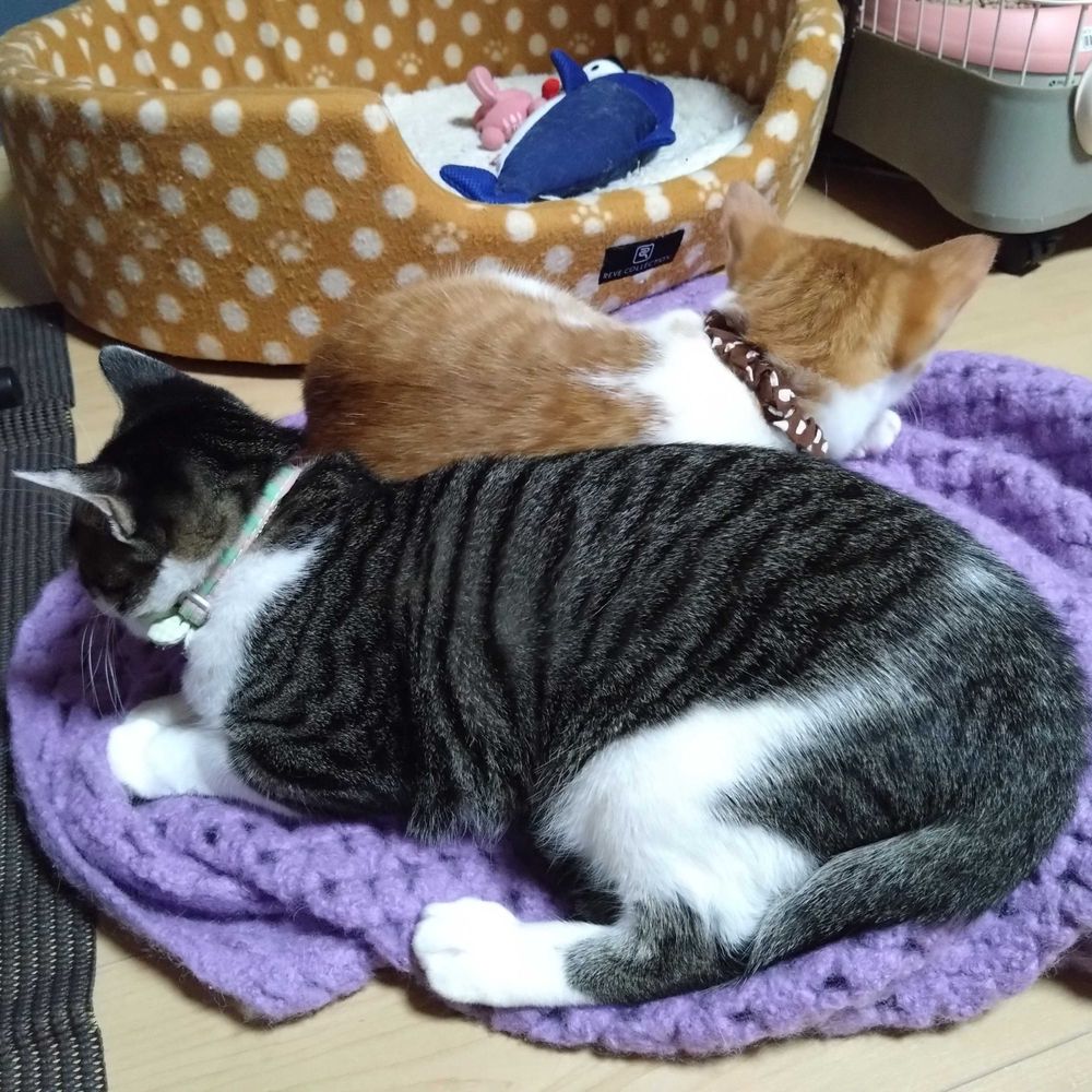 一般通過猫