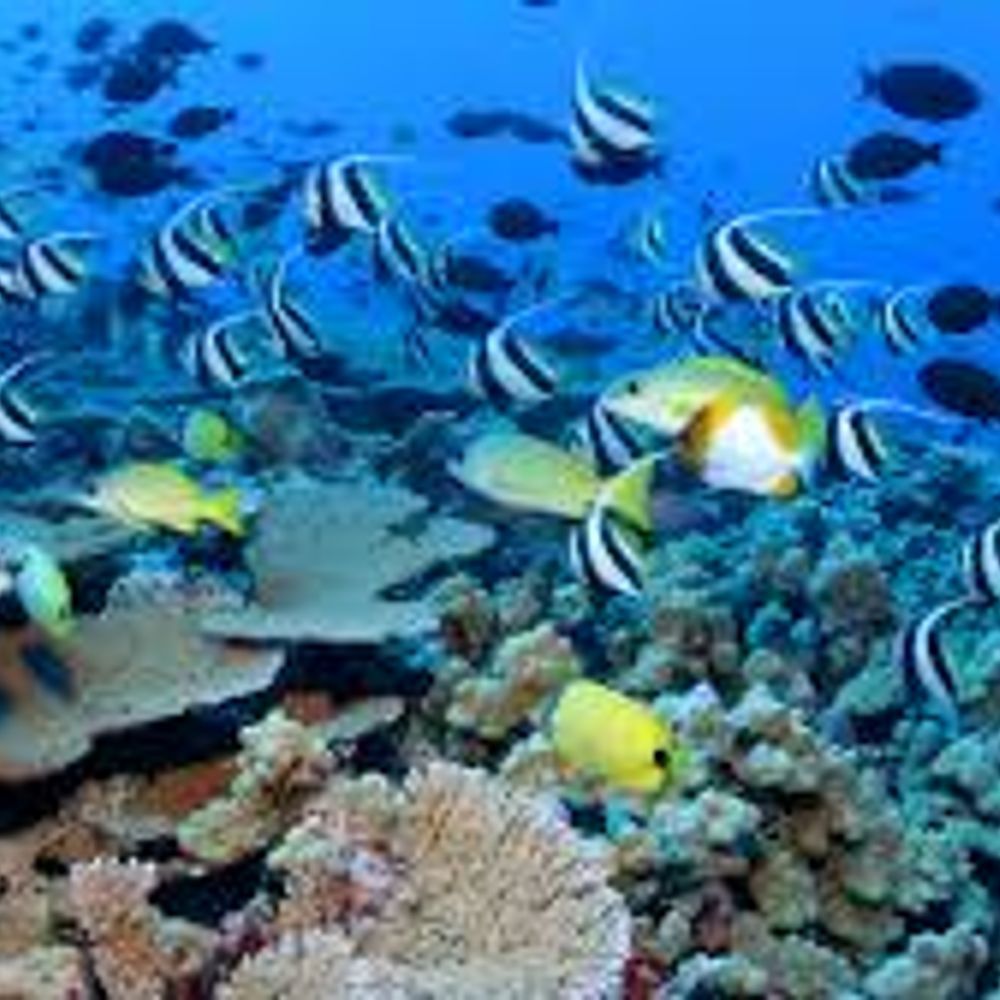 Ocean Policy Collective