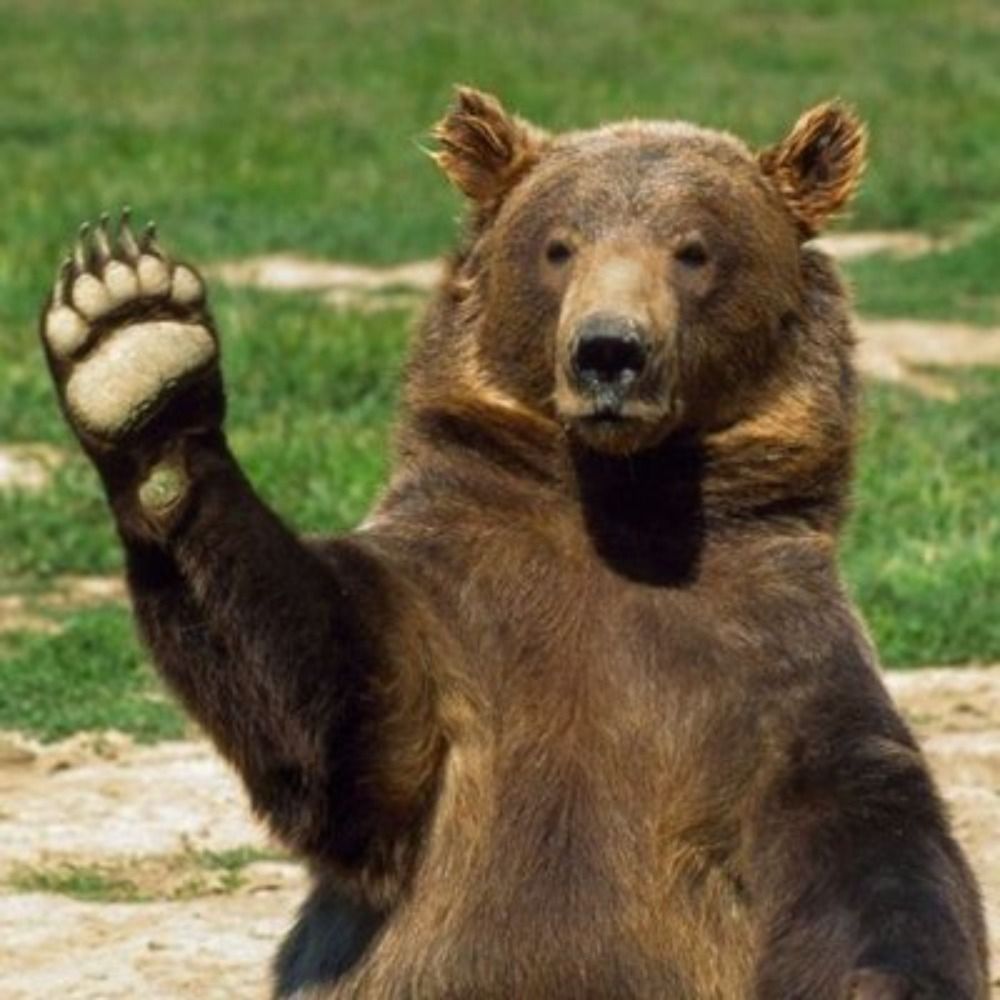 OhYeahBear!