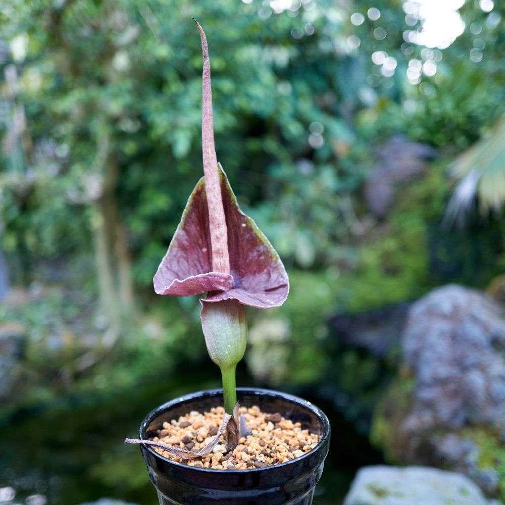 ブルスコ🍀植物園