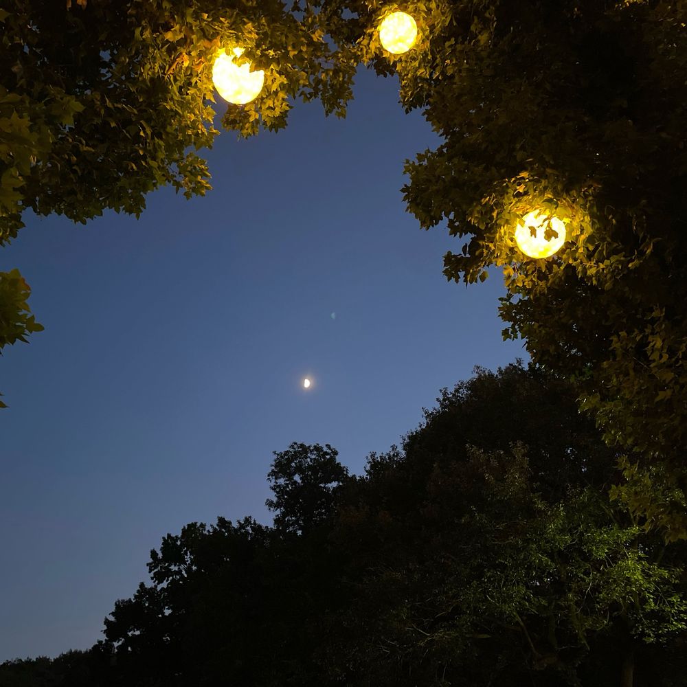星モリス