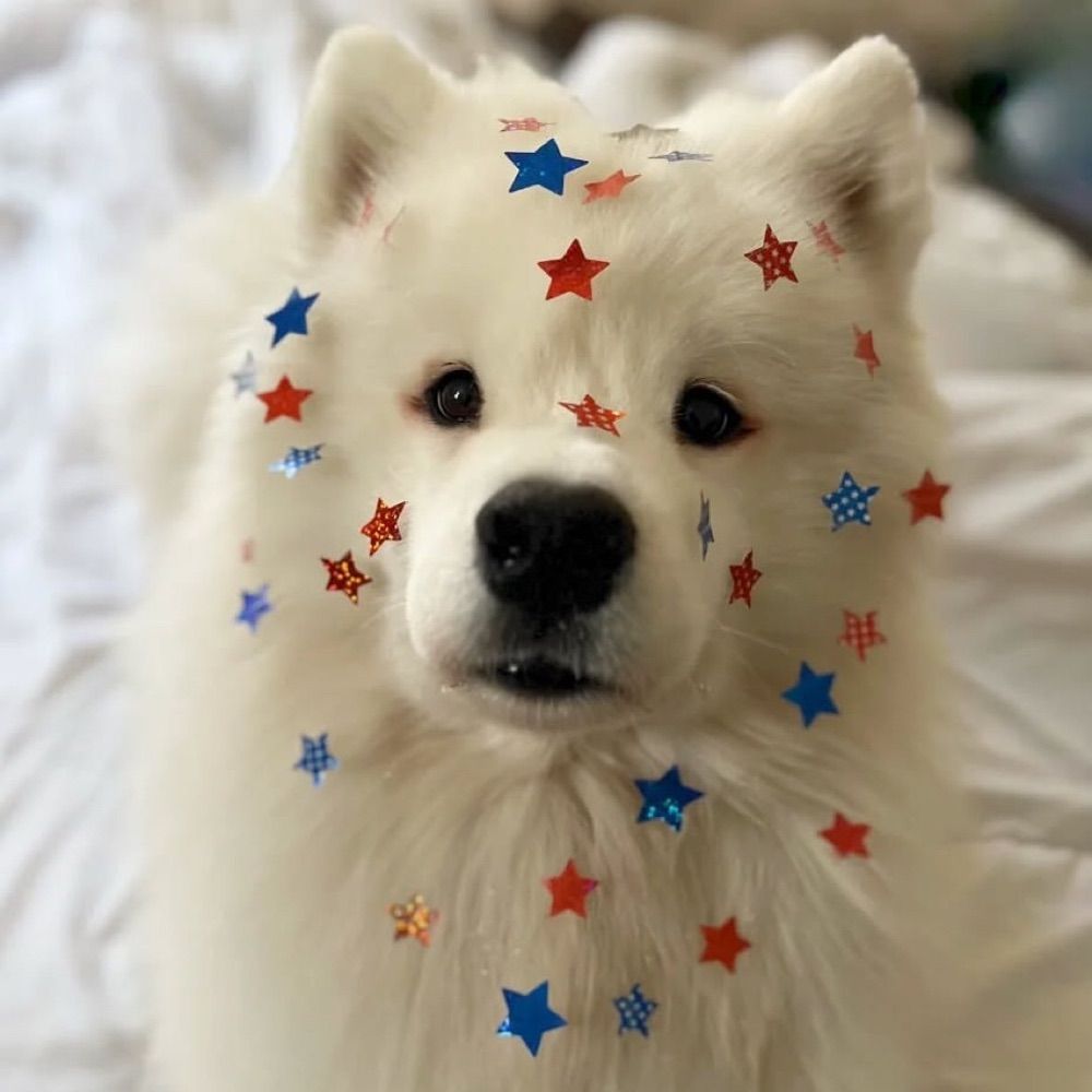 we are dogs 🐕🇺🇸