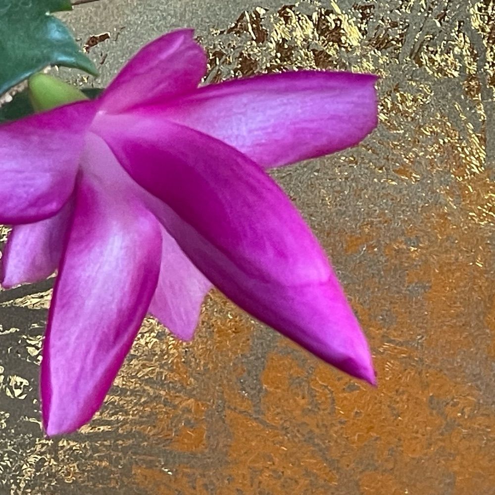 Konni