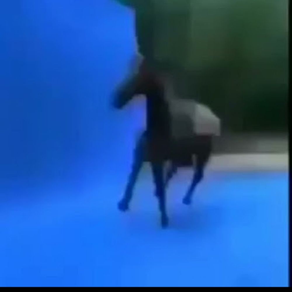 Calvalo🐴