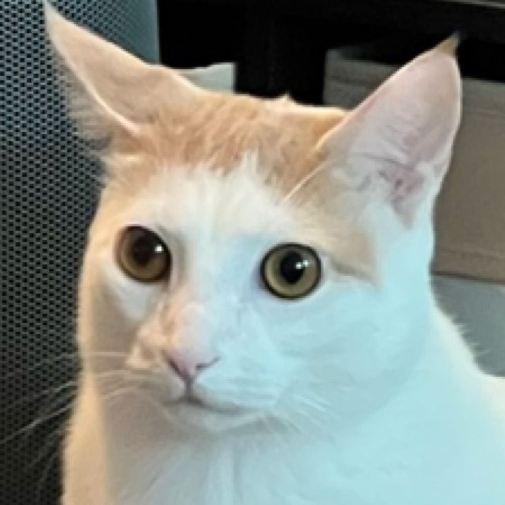 Am