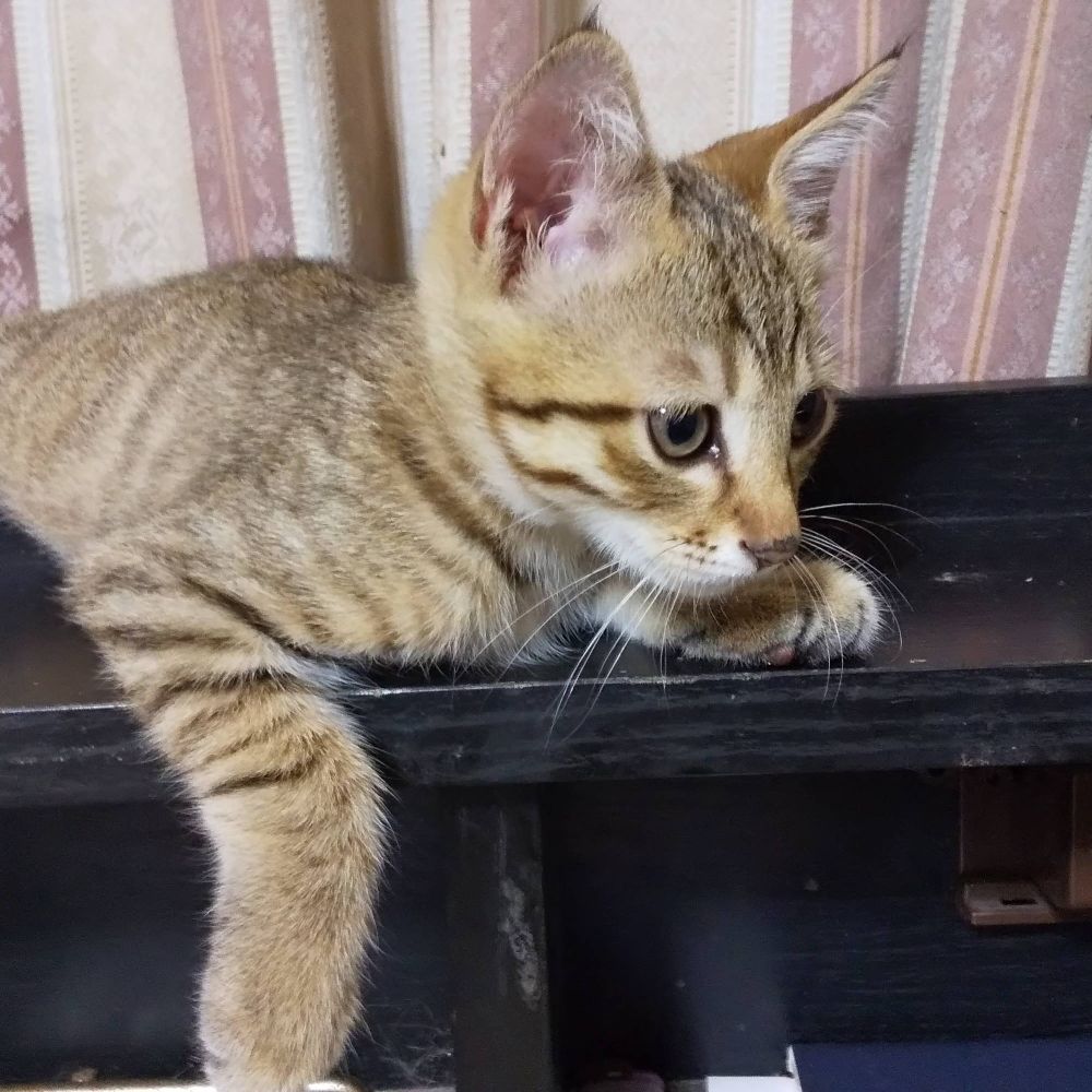 くろひげ
