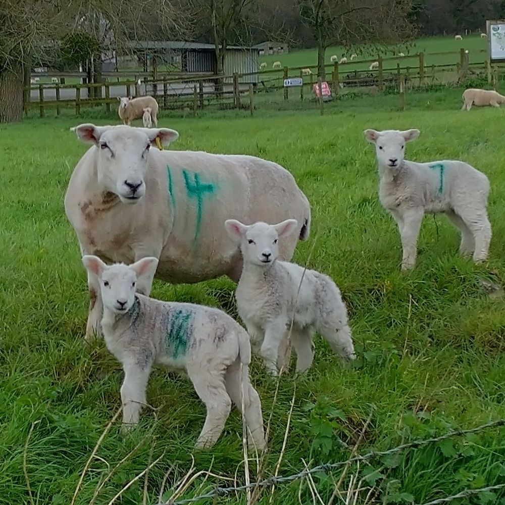 It's sheep we're up against!