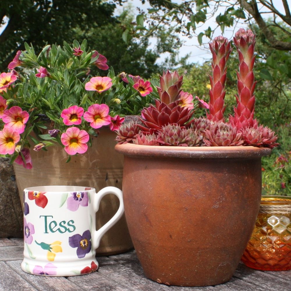 Tess Reith