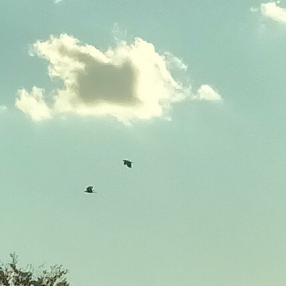 おみ