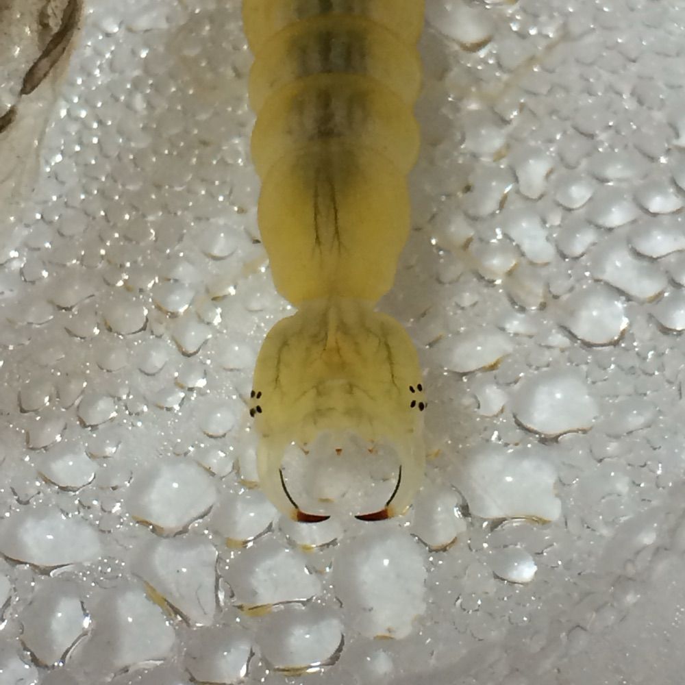 いかこ