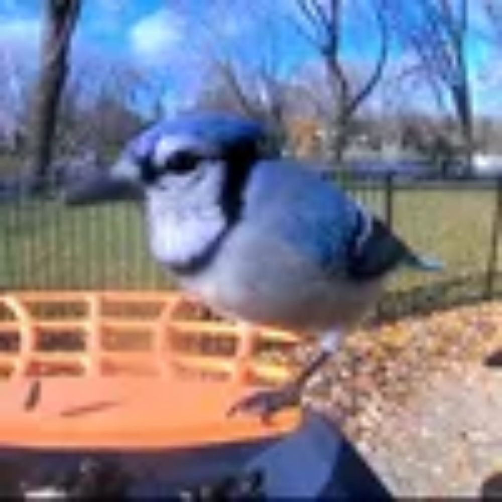 Birb of the Day