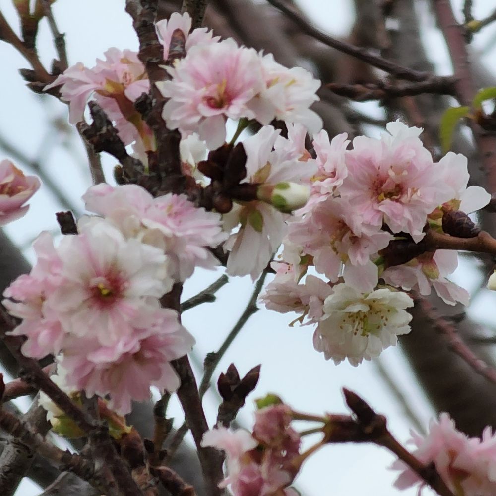 桜雪