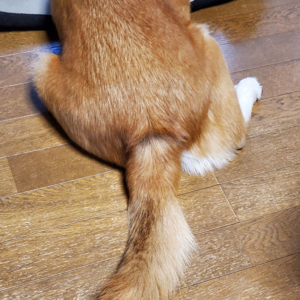 キョンキョン