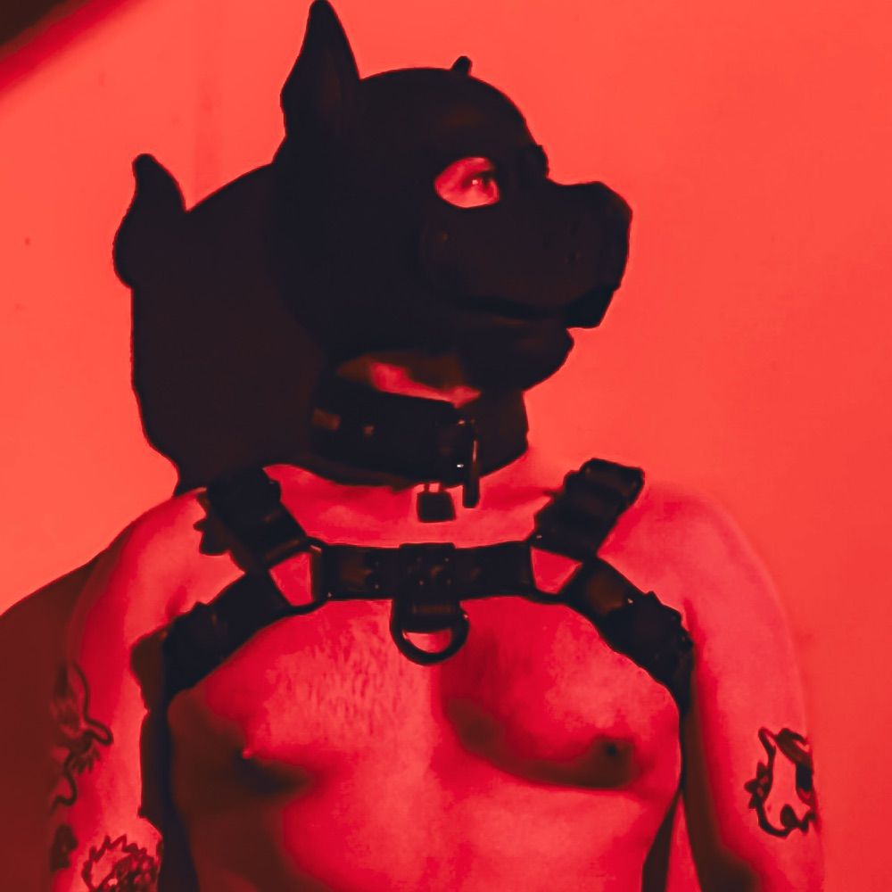 Napoh pup